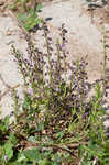 South Americn skullcap